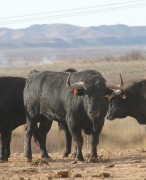 El lote de toros que Toropasión lidiará en este festejo es realmente espectacular.