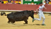 Las vacas de Ozcoz pondrán muchas dosis de emoción al concurso de anillas de Andosilla. Foto: Alberto Barrios.