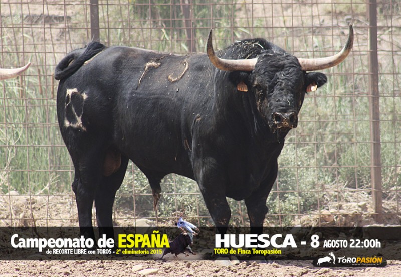 Impresionantes toros de Toropasión para el Campeonato de España.