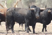 El trapío de los toros de Toropasión volverá a sorprender a los aficionados.
