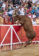 Las vacas y toros saltarines de Arriazu todo un espectáculo para el 22 de septiembre.