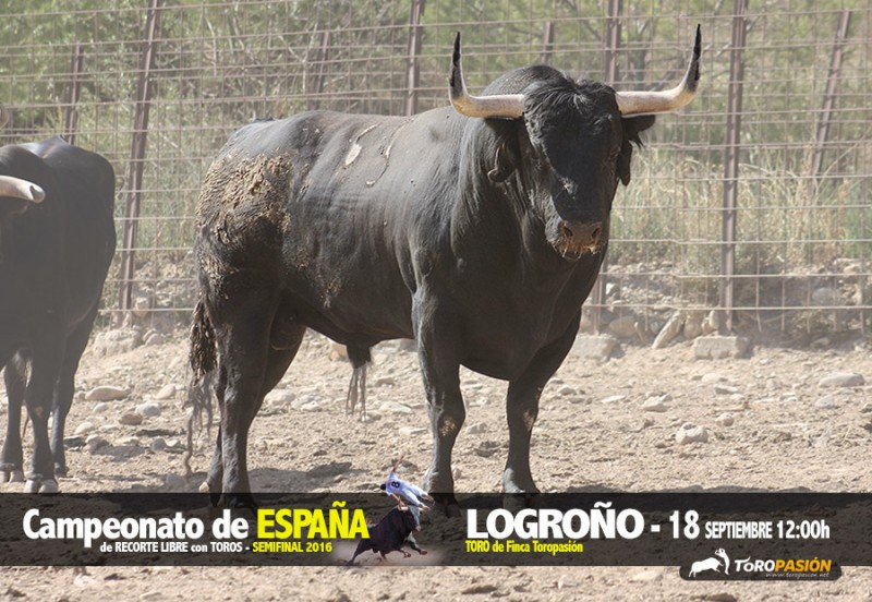 Espectacular toro para la semifinal del Campeonato de España de recortadores de Logroño