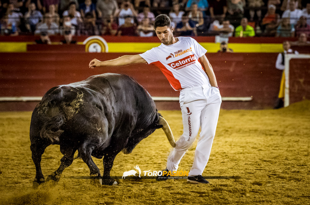 Recortadores Con Toros Anillas Forcados Los Temidos Toros De Arriazu