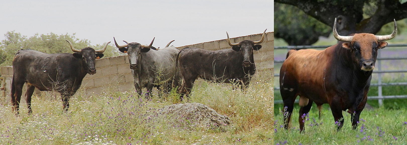 Vacas de Victorino y el impresionante toro de López Gibaja que se lidiará en la final del concurso