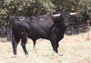 Los toros de Valdefresno tienen un volumen y trapío descomunal.