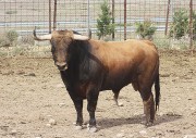 Toropasión desplazará un serio lote compuesto por 7 toros de distintas ganaderías