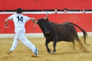 Las vacas de Ozcoz volverán a poner la emoción y el peligro al concurso de anillas. Foto: Alberto Barrios.