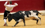 Los recortadores realizarán una exhibición ante vacas de Toropasión.