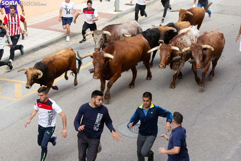 Los encierros de Soria cuentan con una gran participación de corredores.