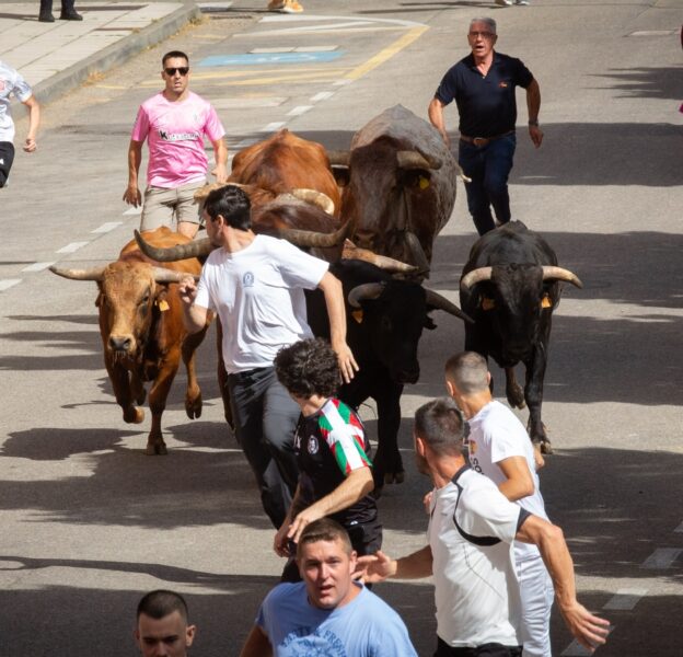 Preciosa mañana de encierros en Soria con los novillos de Toropasión. Foto: SoriaNoticias.com