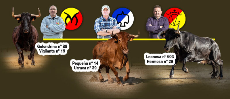 vacas1