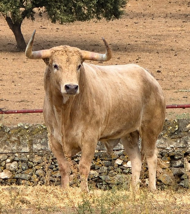 Impresionante el novillo de Torrealta para la gran final.
