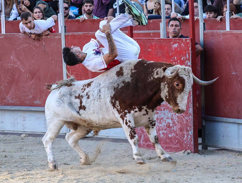 El espectáculo está garantizado con los toros de Francisco Galache.